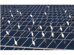 太阳能政策危害鸟类？数据闹剧凭什么让人信服